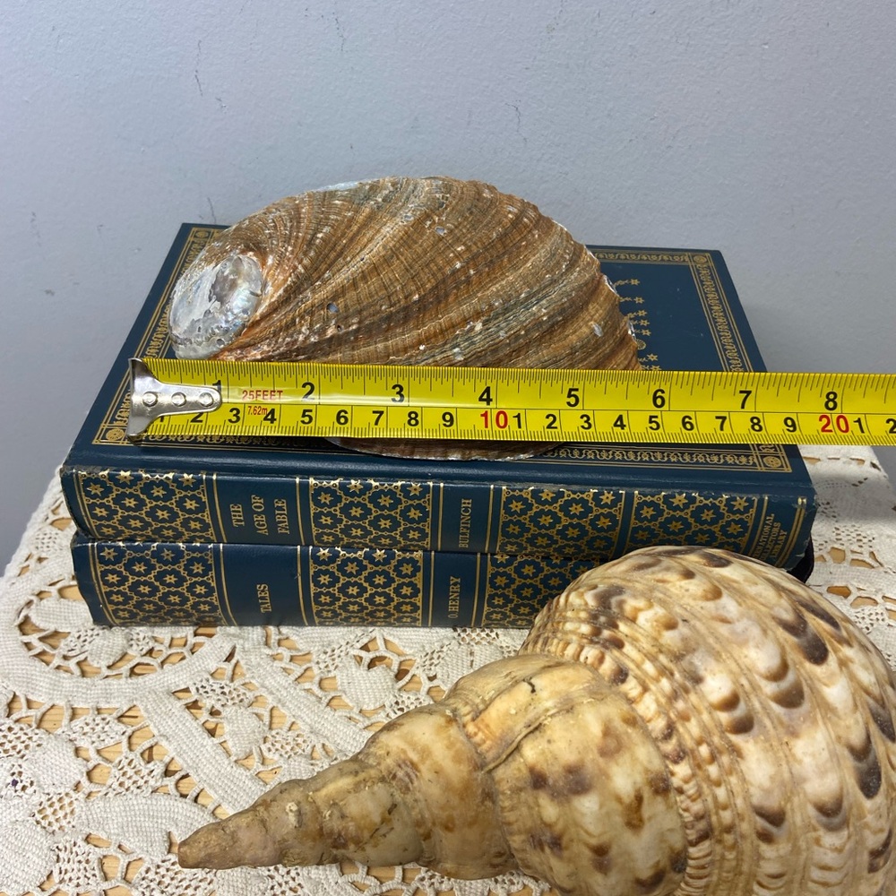 Two Shells-Abalone and Conch - Picture 10 of 11